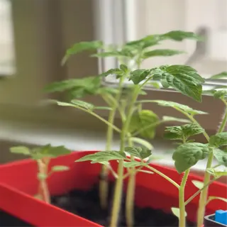 3d printed planter with tomato seedlings and a watering system