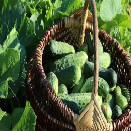 a basket full of fresh cucumbers in a garden bed
