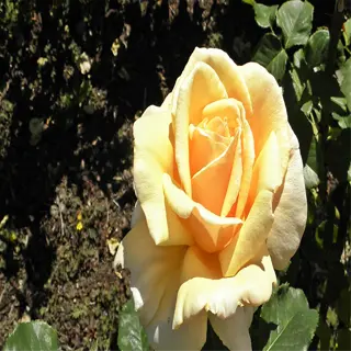 a beautifully bloomed jubilee ii hybrid rose with soft peach petals and green foliage in a garden setting