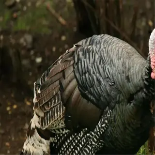 a brown turkey standing on grass with a red head