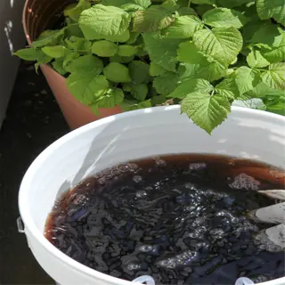 a bucket of compost tea with an aerator, next to a plant