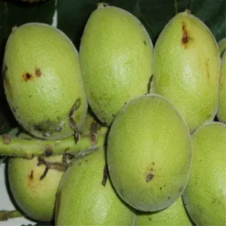a bunch of green heartnuts with some brown spots, surrounded by leaves