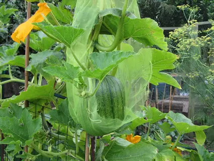 a buttercup squash vine with large green leaves and yellow flowers growing a dark green squash protected by green netting in a garden