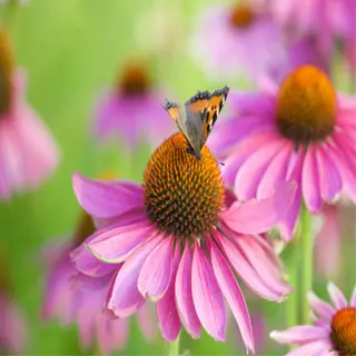 a butterfly rests on a purple coneflower with others in the background