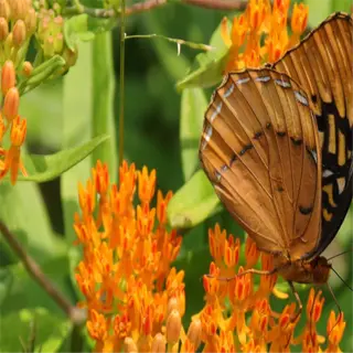 a butterfly rests on vibrant orange milkweed flowers with green foliage