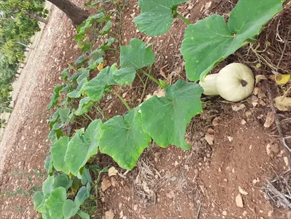 a butternut squash vine with large green leaves and developing light-colored butternut squashes growing in a sunlit garden bed
