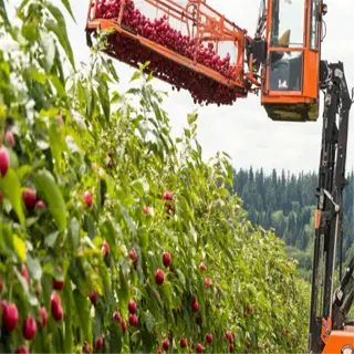 a cherry orchard with a mechanical harvester demonstrating efficient harvesting techniques