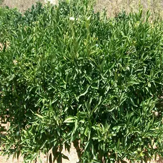 a citrus tree growing in well-drained soil