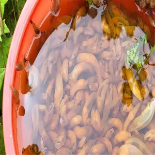 a close-up of a beer slug trap filled with water and slugs, placed outdoors with some foliage visible