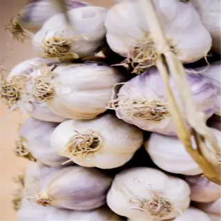 a close-up of a garlic hardneck bulbs garden, showcasing the intricate details of the garlic bulbs
