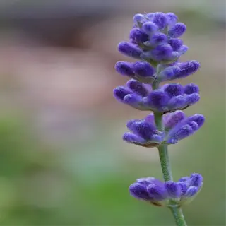 a close-up of a lavender flower stalk with purple buds