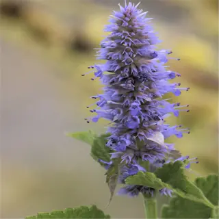 a close-up of a purple anise hyssop flower with green leaves