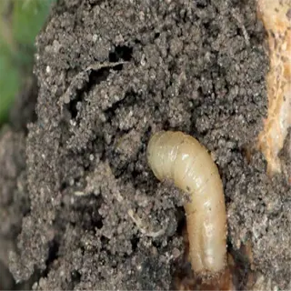 a close-up of a root maggot infestation with a maggot in the soil