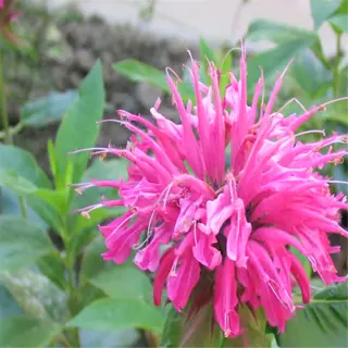 a close-up of a vibrant pink bee balm flower with green leaves