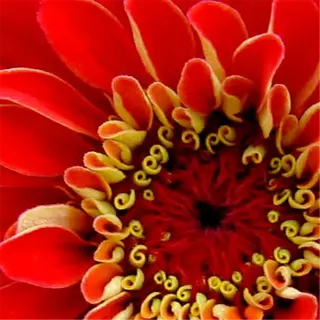 a close-up of a vibrant red zinnia flower with intricate yellow stamen details