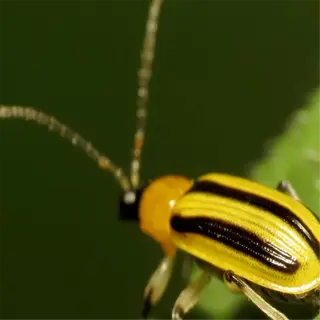 a close-up of a yellow and black striped cucumber beetle on a green leaf