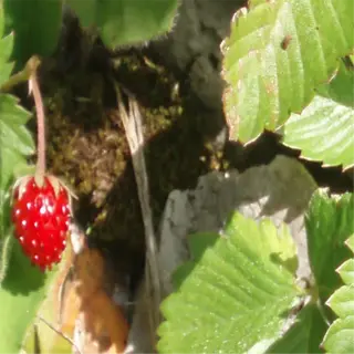 a close-up of mara des bois strawberries with bright red berries and green leaves growing in a natural setting