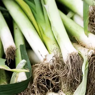 a close-up of mature 'giant musselburgh' leeks with roots and white stems