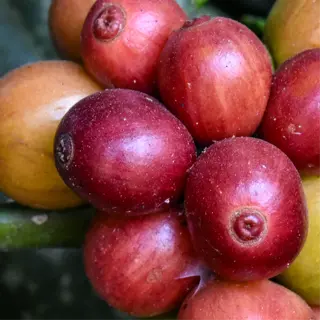 a close-up of ripe cherries from a robusta coffee plant, showcasing their vibrant red color