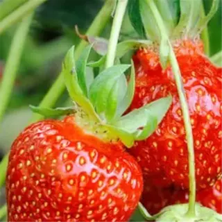 a close-up of ripe red albion day-neutral strawberries growing on the plant, showcasing their freshness and vibrant color