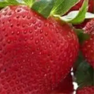 a close-up of ripe, red june-bearing strawberries (e.g., honeoye), showcasing their freshness and vibrant color