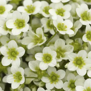 a close-up of small white flowers with yellow centers, resembling early white