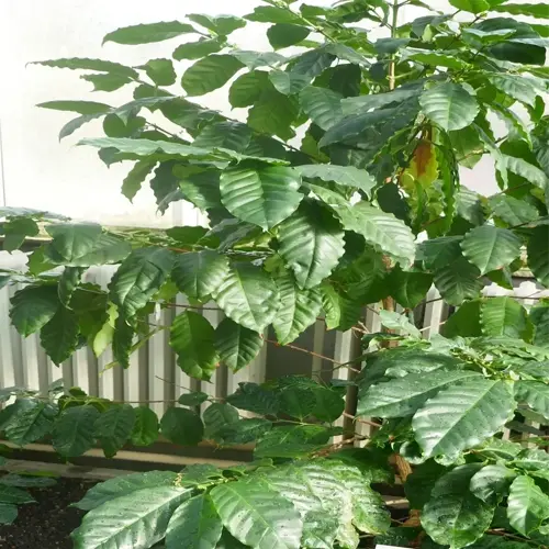 a coffee plant at home, thriving in a controlled indoor environment