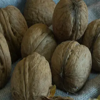 a collection of carpathian walnuts, some whole and one cracked open to reveal the kernel