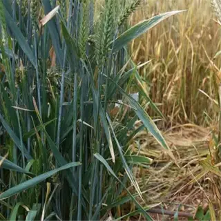 a comparison of wheat varieties showing the impact of yellow rust