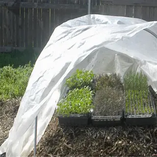 a compost-heated cold frame with seedlings growing inside