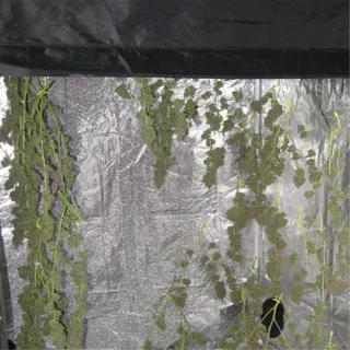 a curing setup with cannabis plants hanging to dry in a grow tent, indicating a controlled environment for curing