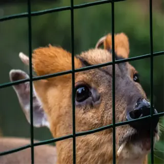 a deer behind a wire mesh fence, possibly hardware cloth
