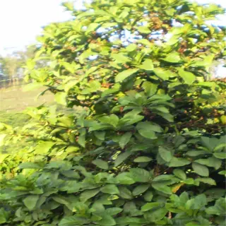 a dense and healthy liberica coffee plant with lush green foliage