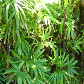 a dense cluster of excelsa palm plants with vibrant green leaves