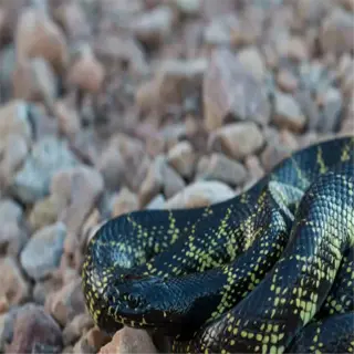 a desert king snake coiled on rocky terrain