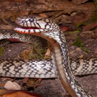 a dwarf nana snake displaying an aggressive stance with its mouth open