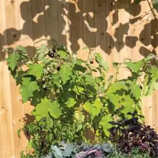 a fabric self-watering bag with a mix of vegetable plants