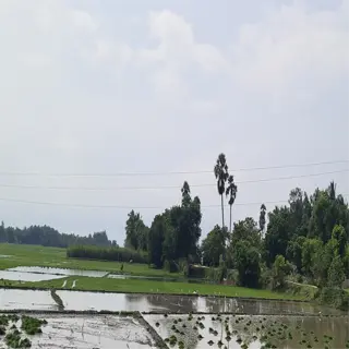 a flooded farm field with waterlogged patches and scattered birds