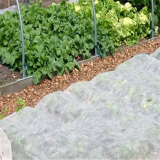a garden bed covered with a floating row cover, protecting the plants underneath, surrounded by mulch and a hoop house structure