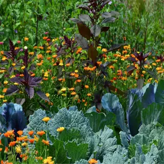 a garden bed with cabbage plants and companion flowers