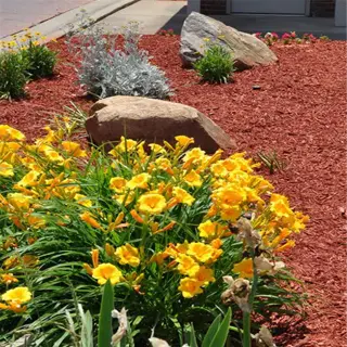 a garden bed with red mulch, yellow flowers, and decorative rocks