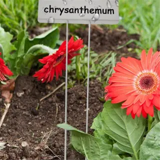 a garden scene with a weatherproof plant marker labeled 'chrysanthemum' next to red flowers, emphasizing uv resistance and weatherproofing