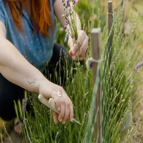 a gardener pruning lavender plants in a garden (lavender pruning garden) using shears, with visible red hair and arm tattoo, near a green mesh fence and surrounded by greenery