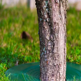 a green plastic tree guard around the base of a tree