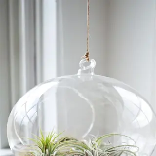 a hanging glass planter with air plants inside