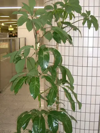 a healthy compact schefflera plant with glossy green leaves in an indoor public space near a tiled pillar and corridor