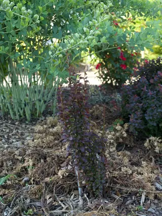 a helmond pillar barberry hedge in a garden, surrounded by mulch and other plants