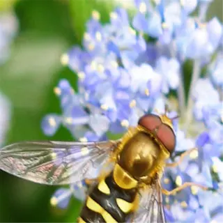 a hoverfly masterfully pollinates a cluster of tiny blue flowers