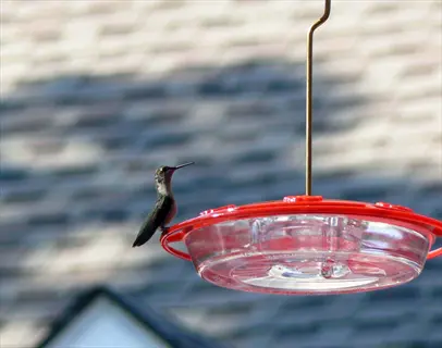 a hummingbird perched on a red saucer hummingbird feeder with a rooftop background
