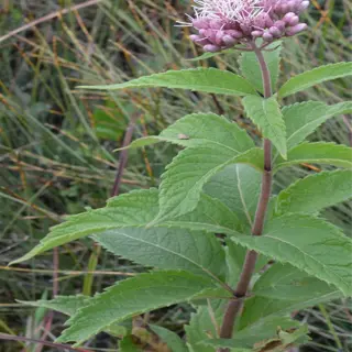 a joe pye weed plant with green leaves and a pink flower bud